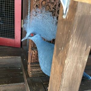 Meet your Posher, Patricia